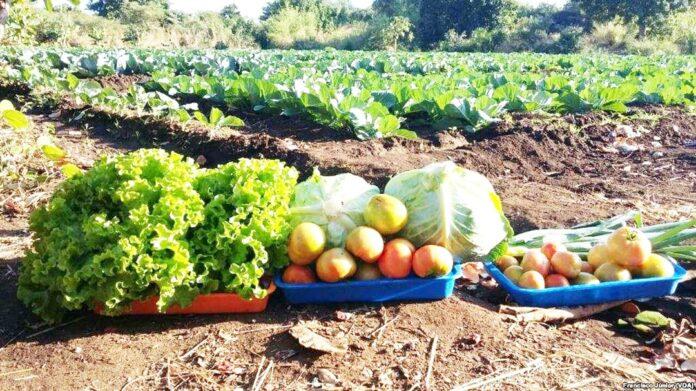 Moçambique espera comercializar 17 milhões de toneladas na nova campanha agrícola