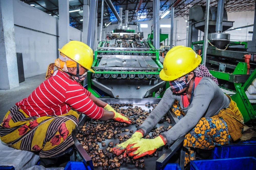 Exportação de castanha de caju rende 220 milhões de dólares