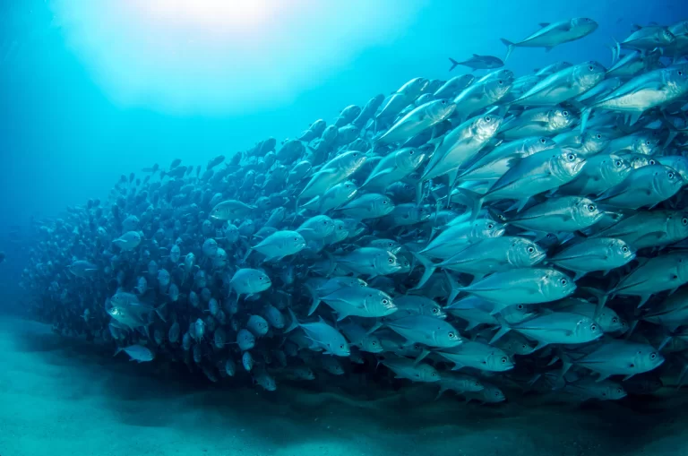Sofala regista aumento na produção de pescado em cativeiro