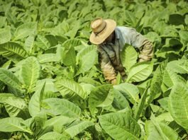 Produção de tabaco reduzida a 3,1 milhões de dólares no primeiro semestre