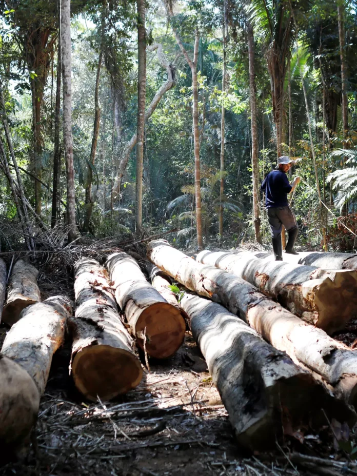 Recursos florestais em risco de desaparecer pela incidência do desmatamento