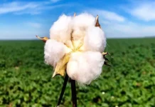 Exportações de algodão resgistam queda acentuada, mas sector preserva potencial de recuperação