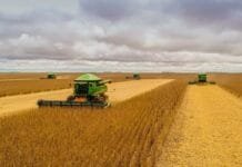 BAD aprova 22,8 milhões de dólares para fortalecer produção de arroz | Profile